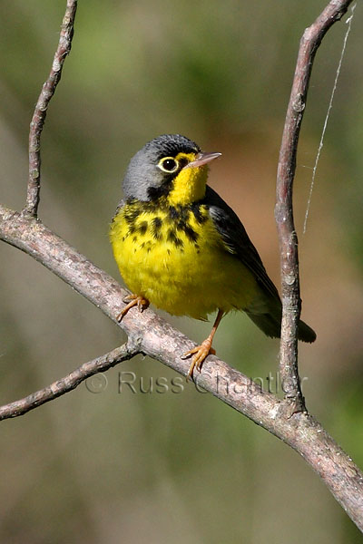 Canada Warbler © Russ Chantler